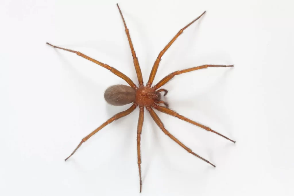 Aranha