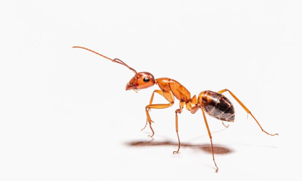 Formiga