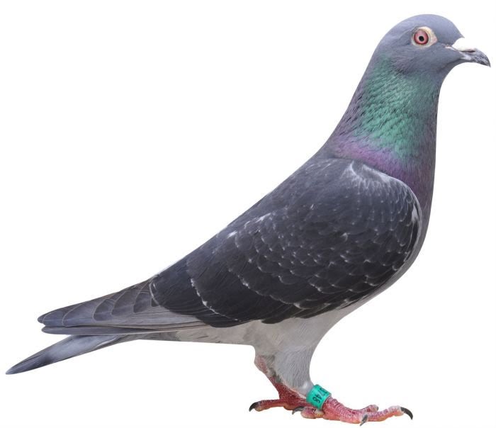Pombo